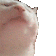 :catjam