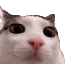 :plink